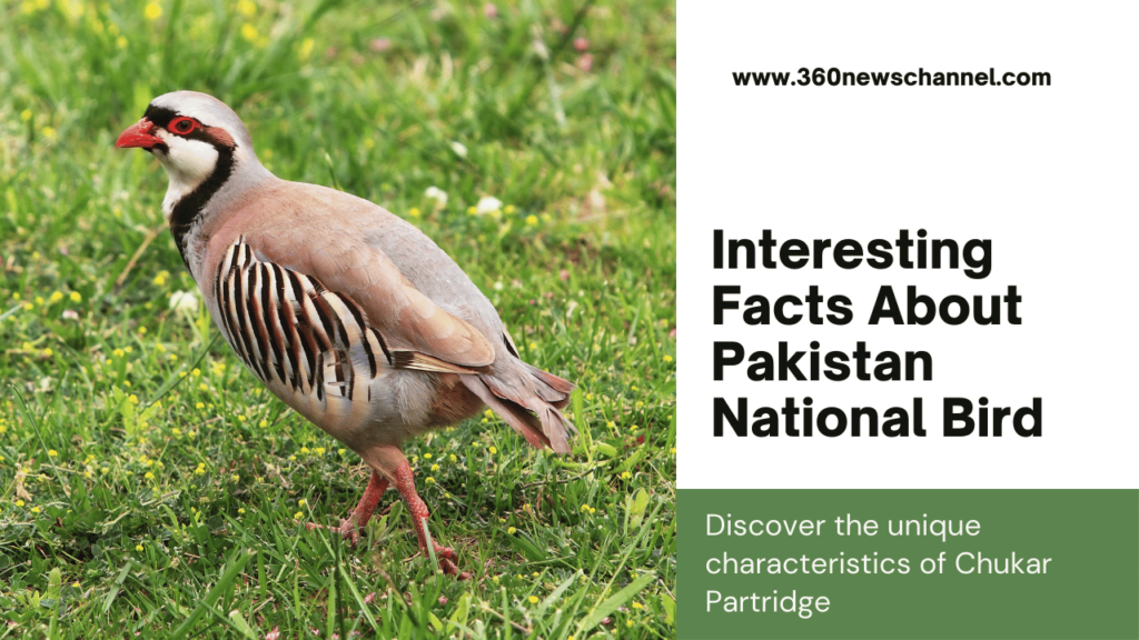 Interesting Facts of the National Animal of Pakistan-Chukar Partridge